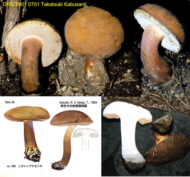 Tylopilus_neofelleus_2001_0701_Kabusanji__mont_