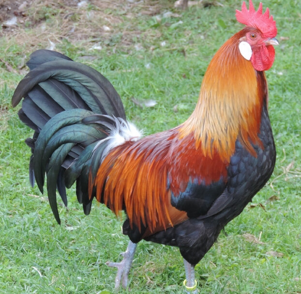 Gauloise_doree_saumonee_coq