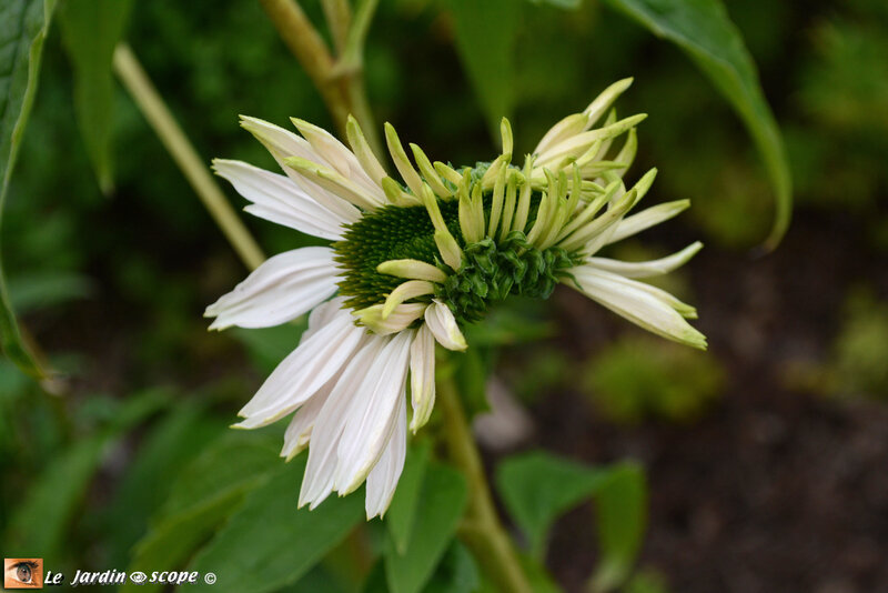 Echinacea-Purp