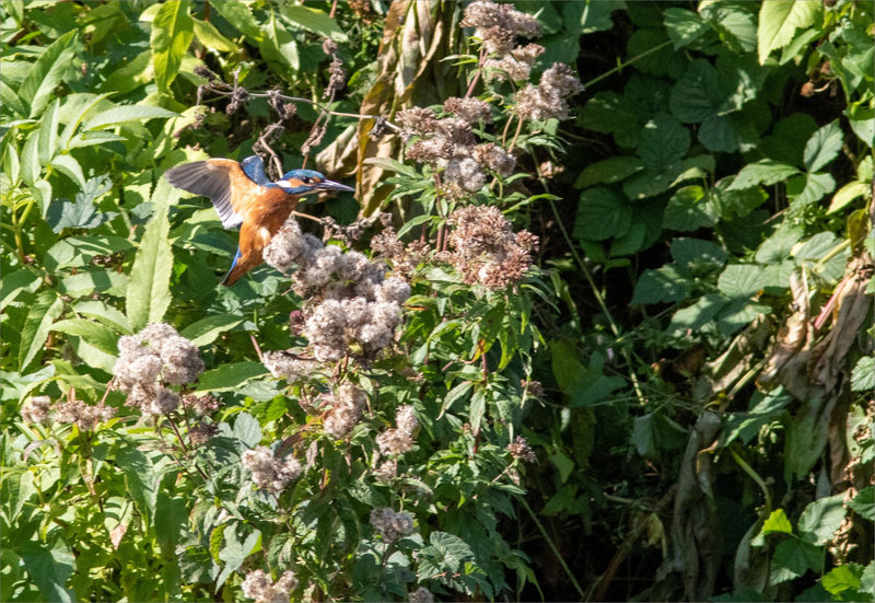Oiseau MP ville 121021 ym 12 vol