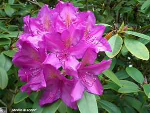 9336_Rhodo
