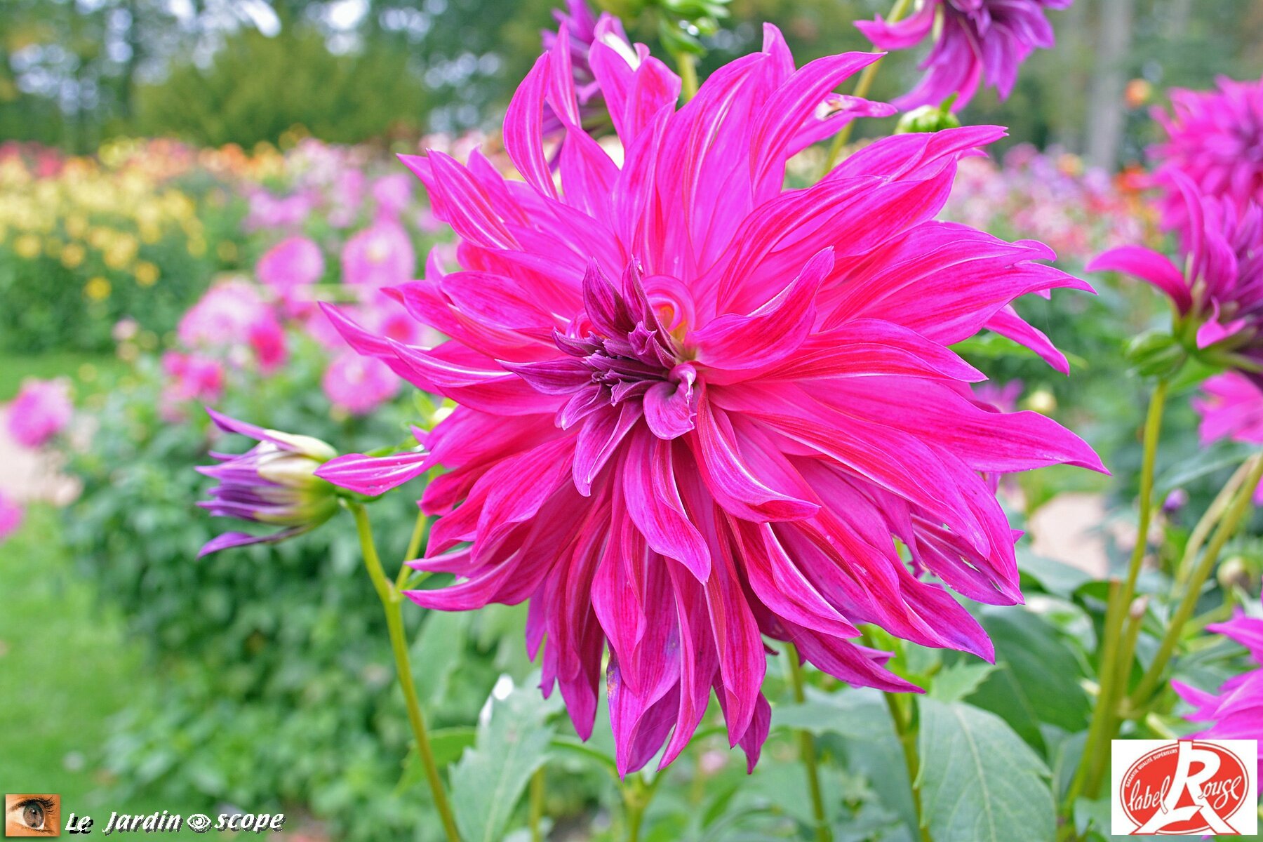 Dahlia Bangkok-violet (Label Rouge)