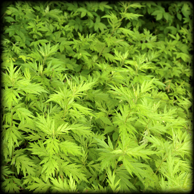 Artemisia-Annua