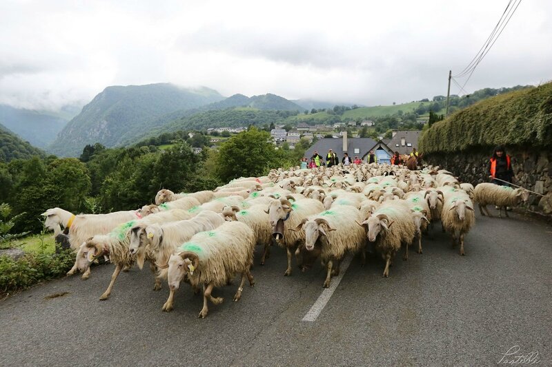 Transhumance route_A99A4391