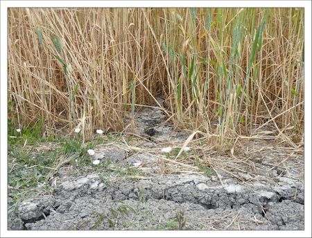 terre seche 120611