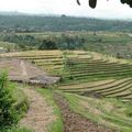 Bali - Les <b>rizières</b>