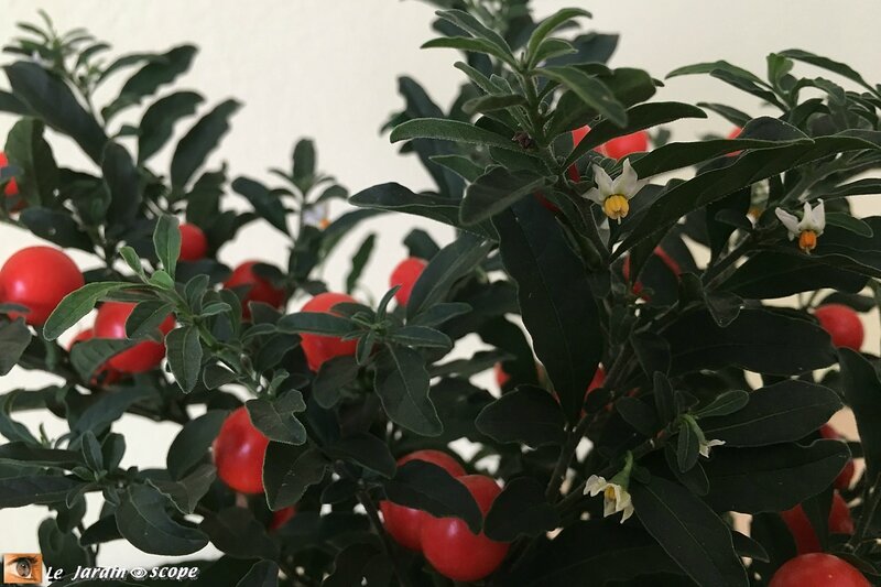 Solanum-1
