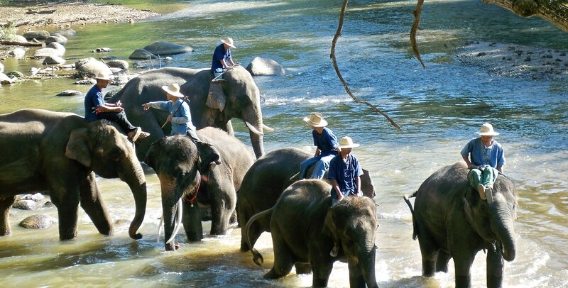 Visite d'un camp entrainement d'éléphant,à Chiang Dao (70)