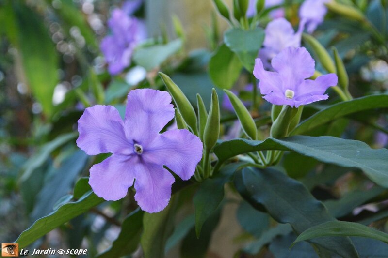 Brunfelsia pauciflora