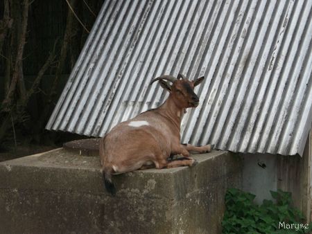 chèvre étant d'ombreval à domont