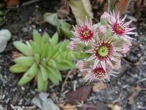 Joubarbe • Sempervivum tectorum