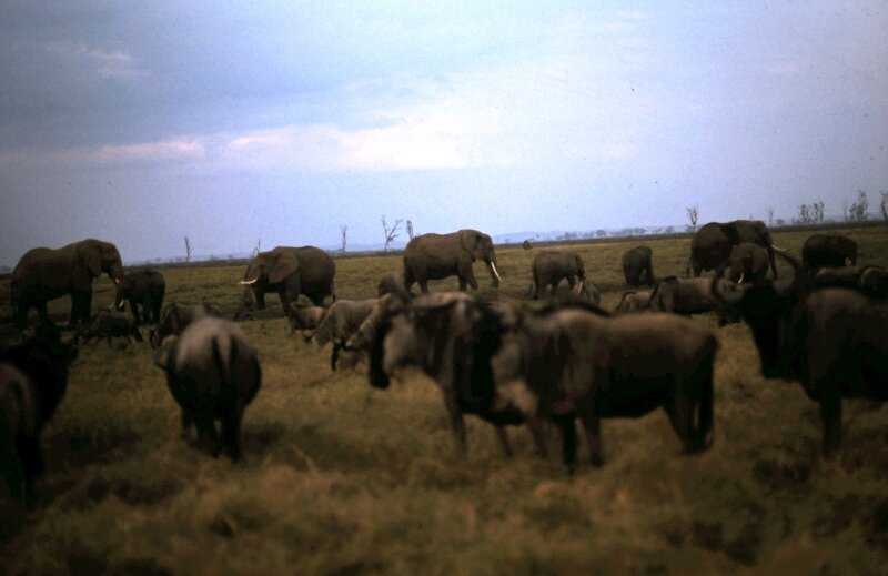 amboseli gnous b