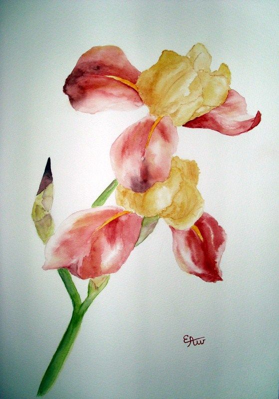 iris 2009