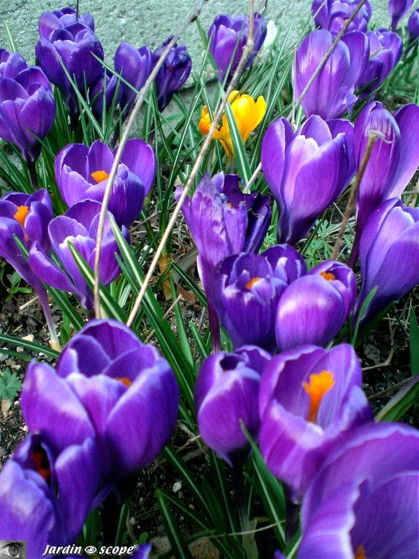 Crocus février 2007