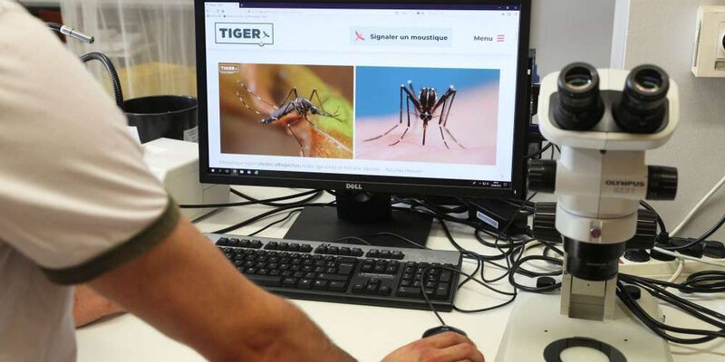 2020 07 28 moustique tigre