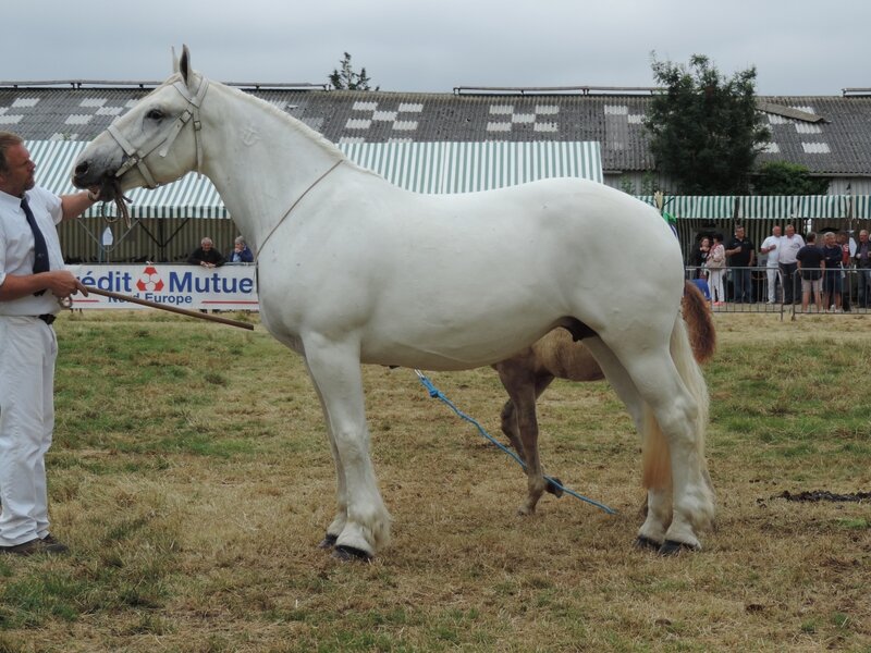 Belle de Nuit duMarai - 24 Juillet 2016 - National Boulonnais - 2e (Suitées de 5 et 6 ans)