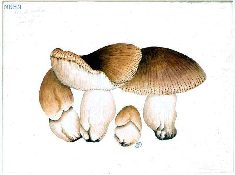 188 Russula foetens