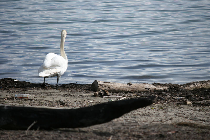 cygne