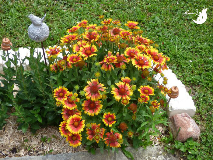 gaillardes 2