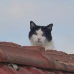 a chat