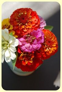 Zinnia_023_border