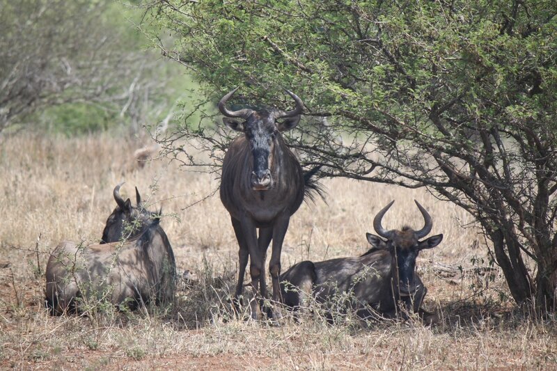Kruger Park gnou à queue noire 3