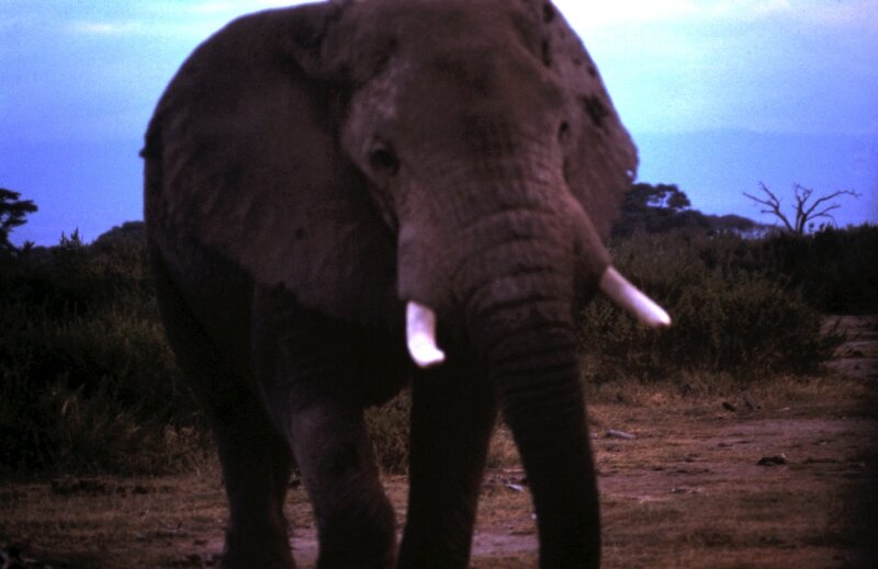 amboseli elephant kili aa