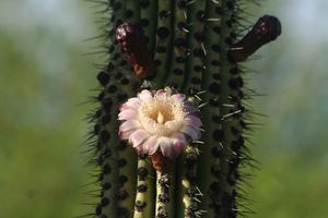 11___Fleur_de_Cactus
