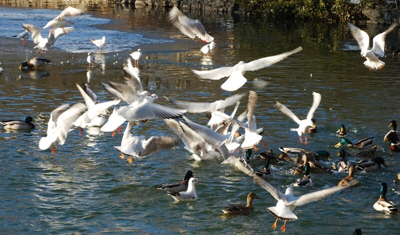 sauvabelin mouette