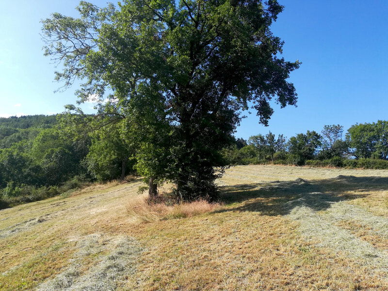 mon arbre, 14 juillet 2019