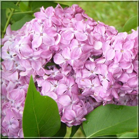 lilas