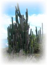 Cactus, Anse Grosse Roche, Martinique (c) C. MENOT