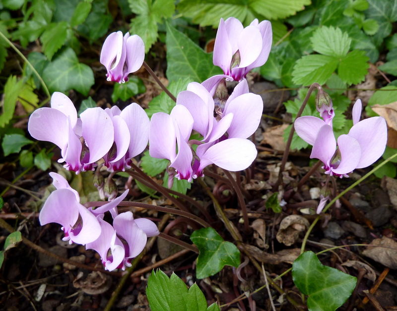 cyclamen