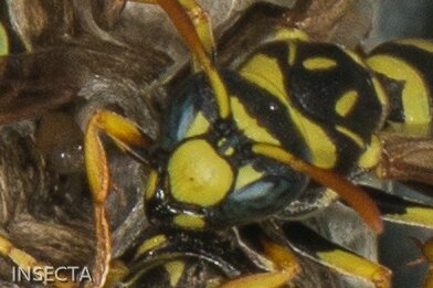 Polistes gallicus - clypeus détail