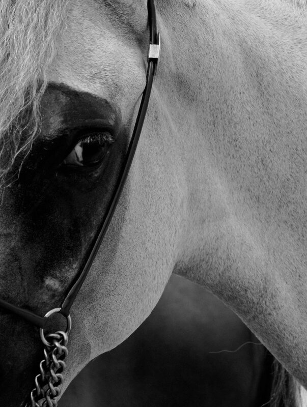 championnat de chevaux arabes juin 2014_