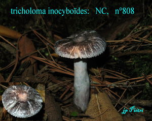 tricholoma_inocyboides__n_808