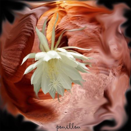 fleur_blanche_sur_fond