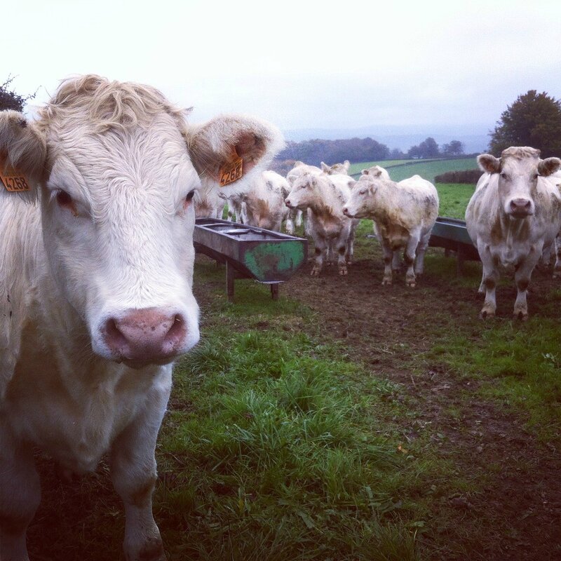 Morvan, vaches