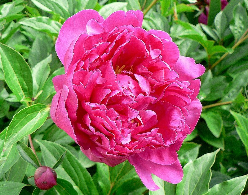 pivoine