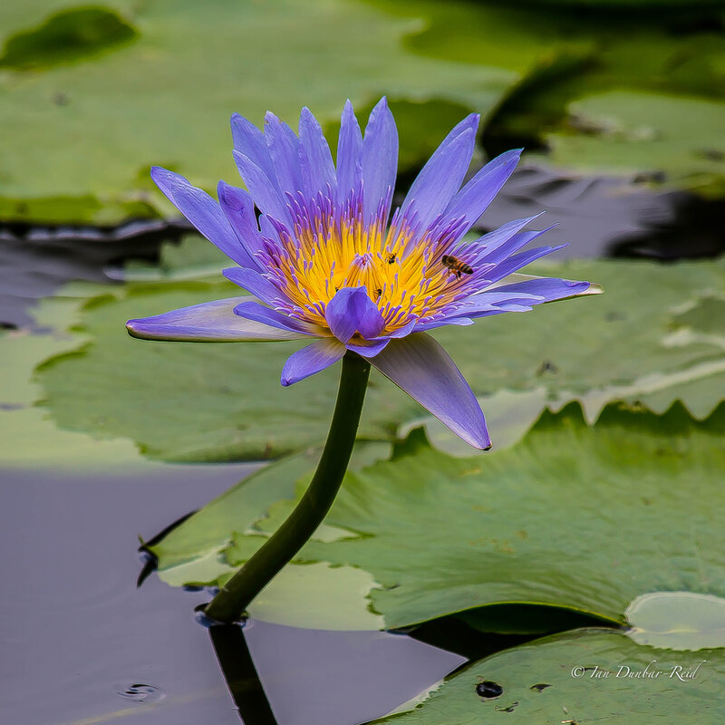 water-lily_49320084491_o