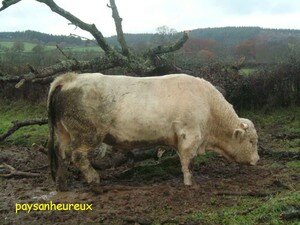 taureau_charolais