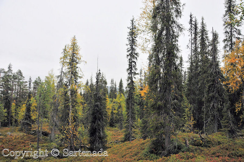 Nature_Path_Pallastunturi_Lapland_ (41)