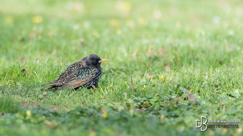 Etourneau Sansonnet (Sturnus Vulgaris)