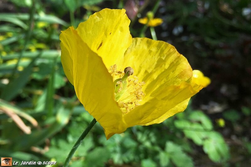 2612-Meconopsis-jaune