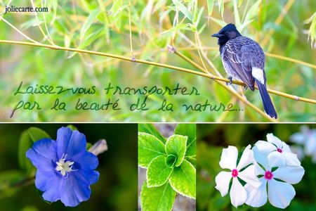 beaute-nature