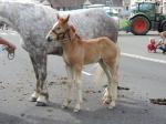 Pouliche Boulonnaise par Oslo 85 et Dora de la Côte - 3 Juin 2017 - Concours d'élevage local - Fruges (62)