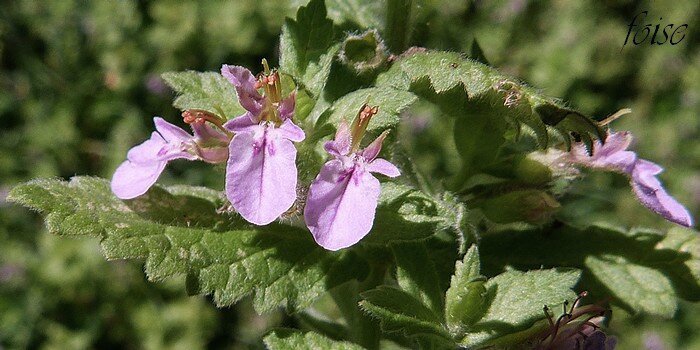 fleurs 2 à 6 en verticilles