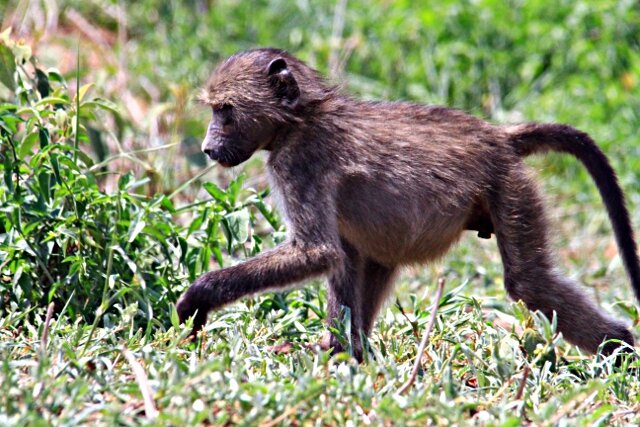 Bébé babouin