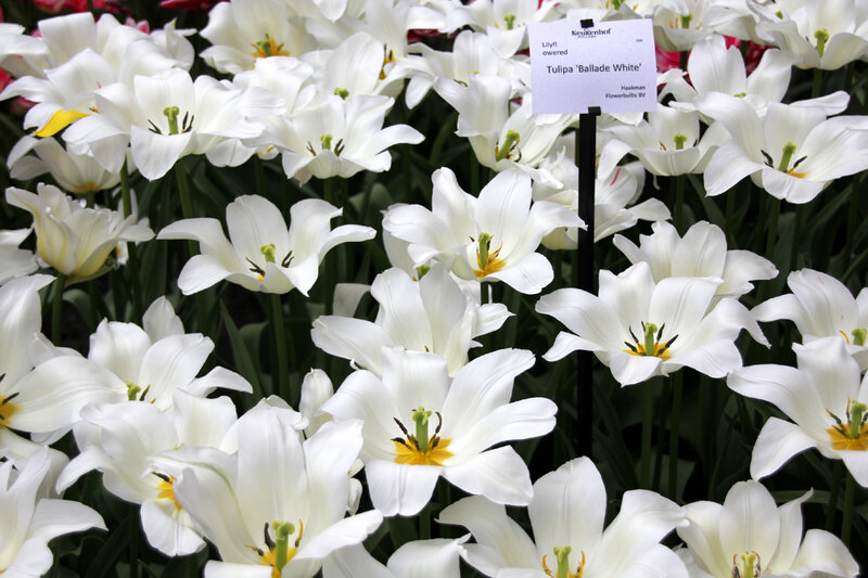 2013_04_16_Keukenhoff_Parc2901