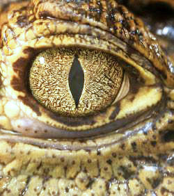 oeil_de_crocodile_1